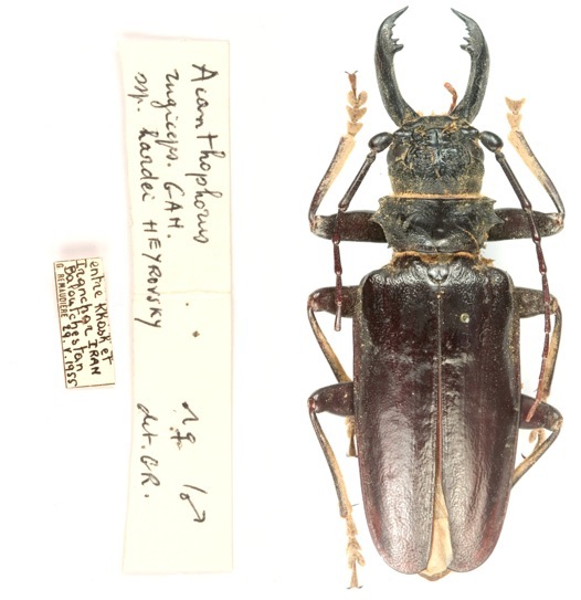 Anthracocentrus arabicus